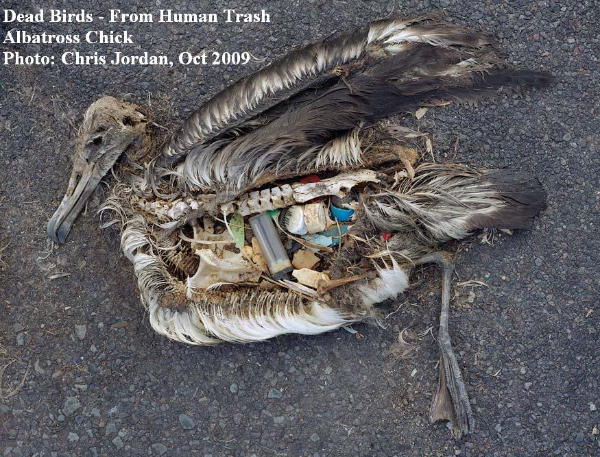 Dead Birds - from Human Trash